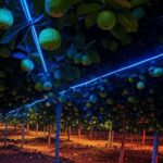 Plantação de goiabas no Brasil com tratamento LED para reduzir perdas em até 40%.