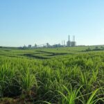 Plantação de cana-de-açúcar no Brasil com usina ao fundo, representando financiamento para biocombustíveis pelo BNDES.