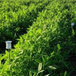 Campo de cultivo agropecuário no Brasil com equipamentos de pesquisa para inovação na Embrapa.