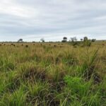 Pastagem no Cerrado brasileiro com mistura de capins irregulares, afetando produtividade da pecuária, gado ao fundo.