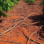 Plantação de mandioca em colheita no Brasil, com preços caindo por baixa demanda industrial.