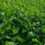 Plantação de soja no Brasil, com campos extensos e silos, representando projeções de exportações para 2026.