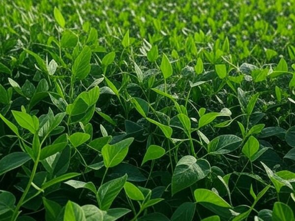 Plantação de soja no Brasil, com campos extensos e silos, representando projeções de exportações para 2026.