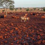 Pastagem sustentável no Cerrado brasileiro com gado bovino, ilustrando investimentos em pecuária para reduzir emissões de metano.