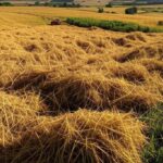 Campos de arroz no Brasil durante colheita, representando agricultura familiar na 36ª Abertura da Colheita do Arroz.