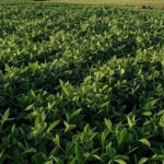 Plantação de soja em área rural brasileira, ilustrando adaptações obrigatórias na reforma tributária para produtores em 2026.