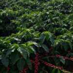 Plantação de café no Brasil com sacas empilhadas, representando exportações projetadas para 2025.