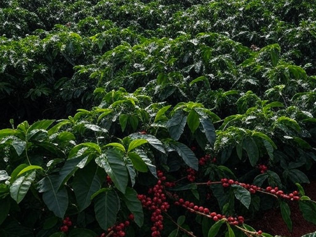 Plantação de café no Brasil com sacas empilhadas, representando exportações projetadas para 2025.