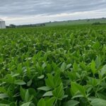 Plantação de soja no interior do Brasil, representando o setor rural com inadimplência em alta.