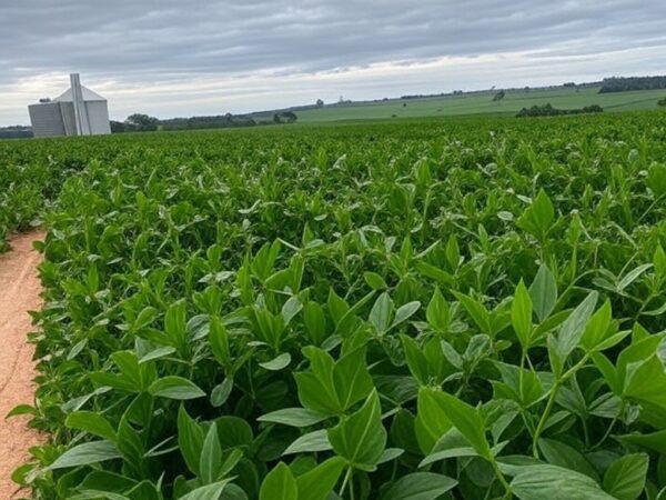 Plantação de soja no interior do Brasil, representando o setor rural com inadimplência em alta.