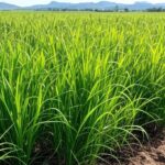 Campo de capim Miyagi na pecuária brasileira, destacando alta produtividade e resistência à seca em paisagem rural.