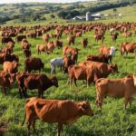 Rebanho de gado em fazenda brasileira, representando exportações de carne bovina apesar de cotas chinesas.