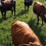 Rebanho de gado leiteiro em fazenda no Brasil, ilustrando novas raças sintéticas para impulsionar produção.