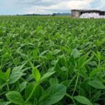 Plantação de soja no Brasil com sacos de fertilizantes, ilustrando queda na demanda e impactos econômicos.