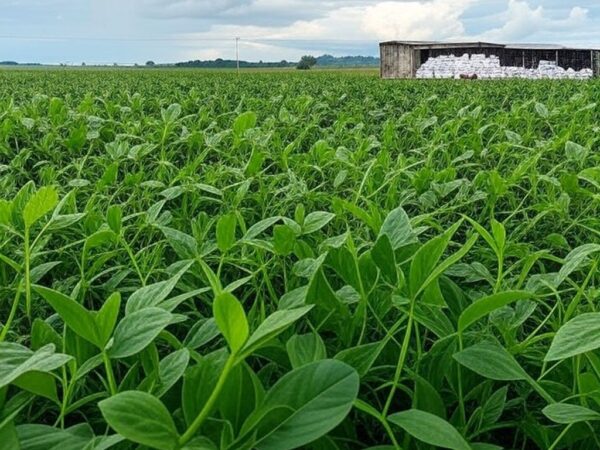 Plantação de soja no Brasil com sacos de fertilizantes, ilustrando queda na demanda e impactos econômicos.
