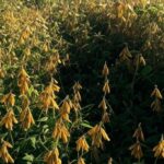 Campos de cultivo de grãos no Brasil, representando projeção recorde de produção global de 2,461 bilhões de toneladas.