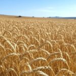 Campo de trigo maduro no sul do Brasil, representando safra recorde mundial de trigo em 2025/26 e elevação de estoques globais.