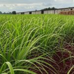 Campos de cana-de-açúcar e sacos de açúcar cristal em plantação no interior de São Paulo, representando queda no preço do açúcar.