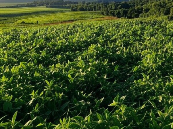 Agu pede ao STF prorrogação de suspensão de lei de MT que ameaça Moratória da Soja