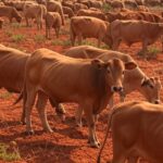 Preços do boi gordo iniciam 2026 com estabilidade no Brasil