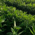 Preços de terras agrícolas estabilizam no Brasil, mas custos batem recordes para safra 2025/26