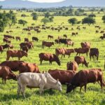 Cepea projeta preços firmes para boi gordo em 2026 no Brasil