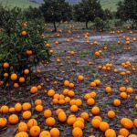 Pomar de citros em São Paulo danificado por chuvas intensas, com frutas caídas e solo molhado.