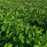 Plantação de soja saudável no Brasil, ilustrando manejo integrado de pragas para maior produtividade.