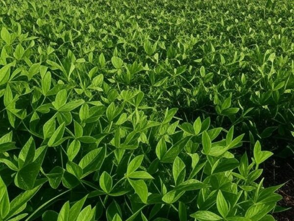 Plantação de soja saudável no Brasil, ilustrando manejo integrado de pragas para maior produtividade.