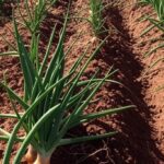 Campos de cebola no Rio Grande do Sul com alta produtividade, safra de 332 mil toneladas.