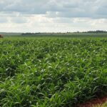 Plantação de soja no Brasil representando queda de 11% no crédito rural sustentável na safra 2024/25, segundo estudo.