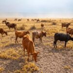 Paisagem seca no Nordeste brasileiro com rebanho bovino afetado pela seca, ilustrando declínio na pecuária devido a condições climáticas adversas.