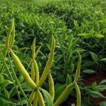 Plantação de feijão-carioca em fazenda brasileira, com oferta restrita e preços em alta de 7,5% em abril.