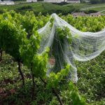 Vinhedos na Serra Gaúcha com redes antigranizo para proteção contra granizo, no Rio Grande do Sul, Brasil.