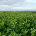 Plantação de soja no Brasil com colheita em andamento sob céu nublado devido a chuvas irregulares.