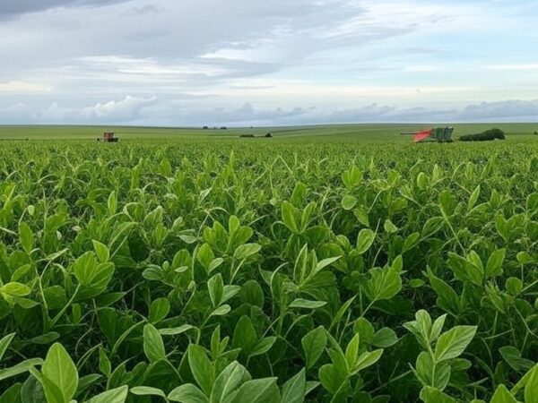 Plantação de soja no Brasil com colheita em andamento sob céu nublado devido a chuvas irregulares.
