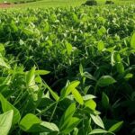 Plantação de soja e milho no Brasil, com campos verdes extensos e relevo plano, representando safra 2025/26.