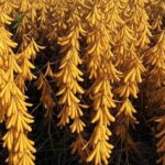 Campo de soja no Brasil representando exportações de grãos da Argentina com US$ 1,85 bi em janeiro de 2026.