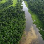 Vista aérea de cultivos de banana e pupunha no Amazonas, mapeados por satélites pela Embrapa.