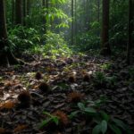 Floresta amazônica no Brasil com árvores de castanheiras e frutos de castanha-do-brasil no solo, representando exportação para a Turquia.