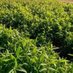 Plantação de soja e milho no Brasil com picape off-road, ilustrando parceria da Mitsubishi com Aprosoja e descontos para produtores.