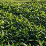 Campos de soja, milho e algodão no Brasil, representando expansão de produtividade agrícola.