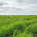 Campos de arroz no Rio Grande do Sul, representando debate sobre crise no setor arrozeiro e questionamentos à Conab.