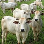 Rebanho de gado Nelore em fazenda na Bahia, ilustrando lançamento de Maragogipe Prime para elevar qualidade da carne Nelore CEIP.