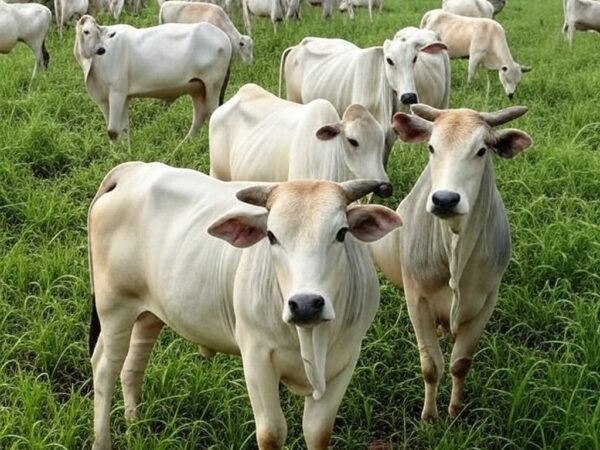 Rebanho de gado Nelore em fazenda na Bahia, ilustrando lançamento de Maragogipe Prime para elevar qualidade da carne Nelore CEIP.