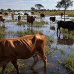 Paisagem do Pantanal com rebanho de gado orgânico pastando, ilustrando crescimento de 12% no abate com incentivos de R$ 24 milhões.