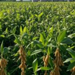 Campos de cultivo no Paraná representando o crescimento econômico da Lar Cooperativa no agronegócio brasileiro.