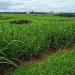 Plantação de cana-de-açúcar em Pernambuco, representando prejuízos no setor sucroenergético.