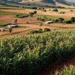 Paisagem rural no Nordeste com campos de cultivo, representando crédito rural via Pronaf do Banco do Nordeste.