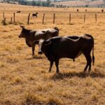 Pastagem brasileira com poucos gados, ilustrando escassez no Mercosul e revisão na indústria da carne.